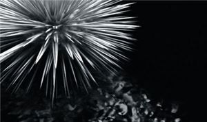 Architectural Rendering 