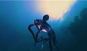 V-Nova unveils a new era of immersive cinematic storytelling with the debut of <i>Sharkarma</i> & <i>Weightless</i>