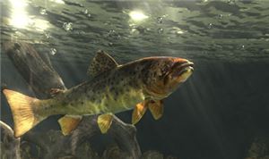 Brown Trout 