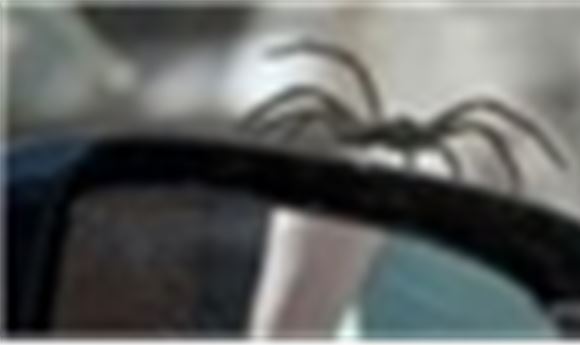 Itsy Bitsy CGI Spider