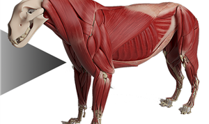 Automated Anatomy Transfers Now in Ziva VFX 1.6