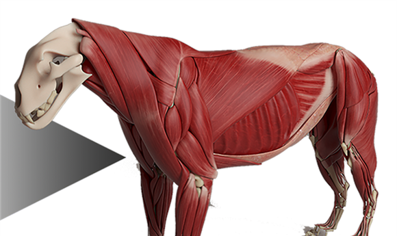 Automated Anatomy Transfers Now in Ziva VFX 1.6