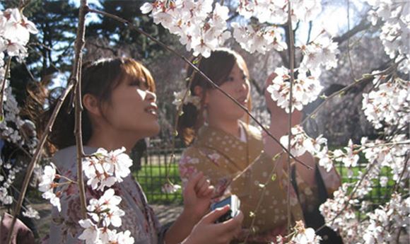 Picture Head Readies 'The Tsunami And The Cherry Blossom'