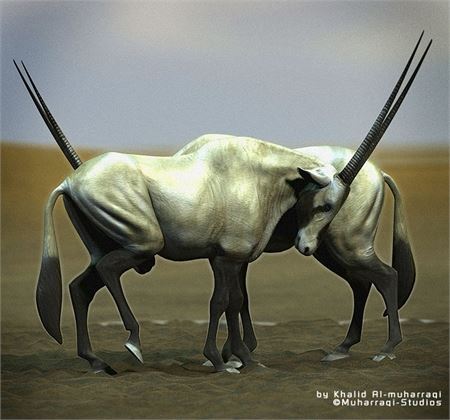 Arabian Oryx