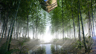CCTV Bamboo